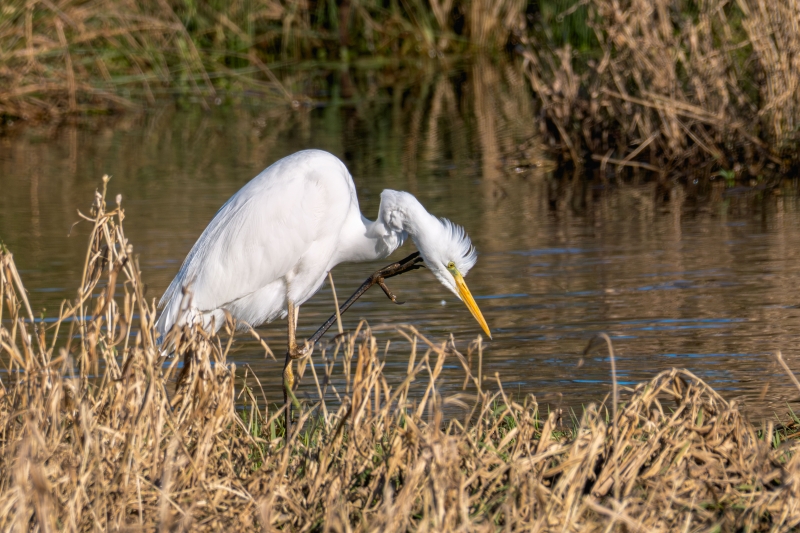 Photo Oiseaux