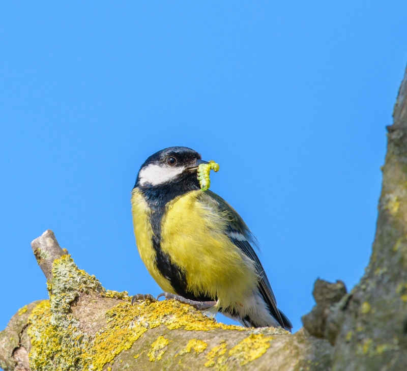 Photo Oiseaux Mésange charbonnière (Parus major)