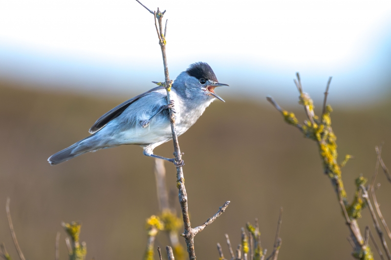 Photo Oiseaux Fauvette a tête noire