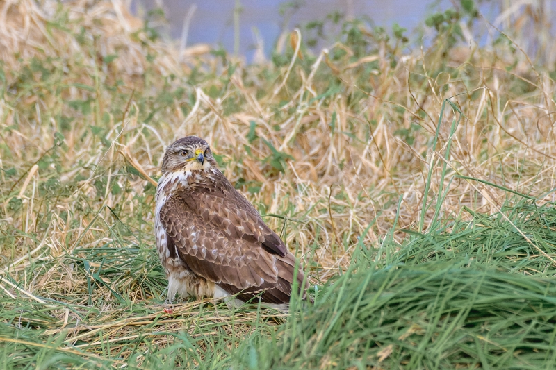 Photo Oiseaux Buse variable (Buteo Buteo)