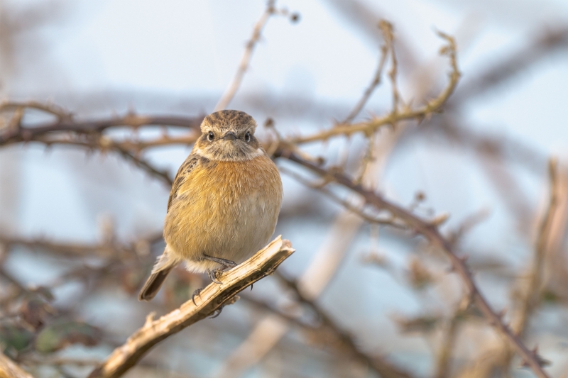 Photo Oiseaux Tarier pâtre (Saxicola rubicola)