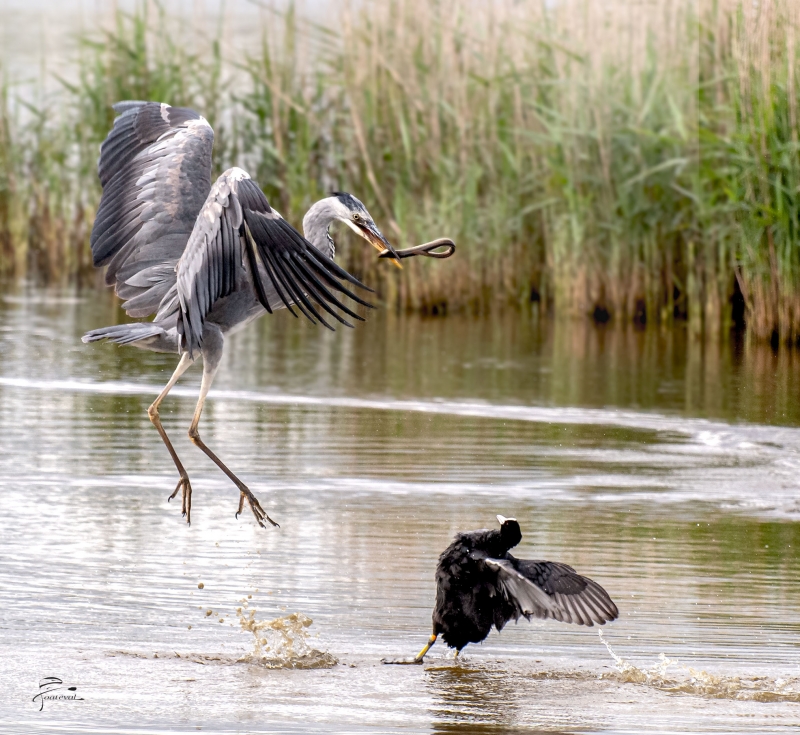 Photo Oiseaux