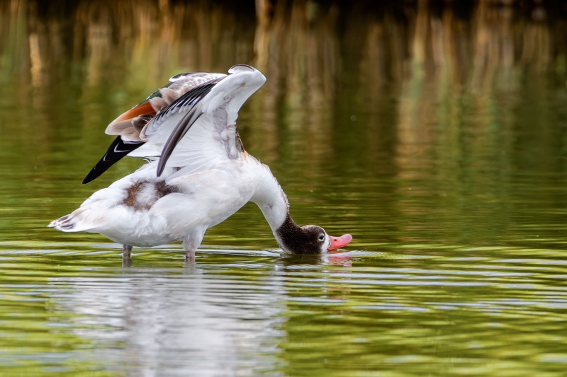 Photo Oiseaux Tadorne de Belon (Tadorna tadorna)