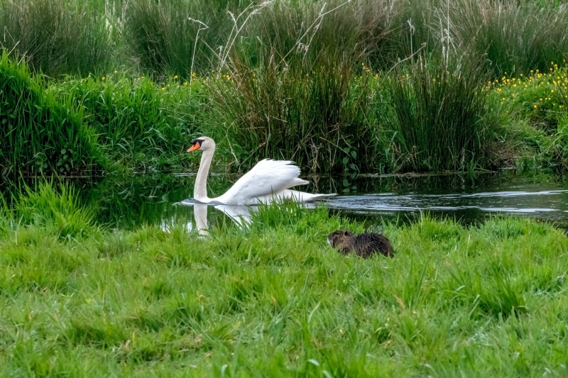 Photo Oiseaux