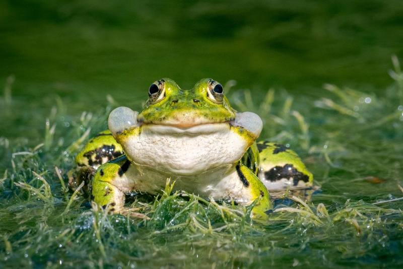 Photo Amphibiens Grenouille verte (Pelophylax sp.)