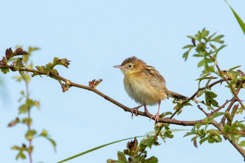 Photo Oiseaux Cisticole des joncs (Cisticola juncidis)