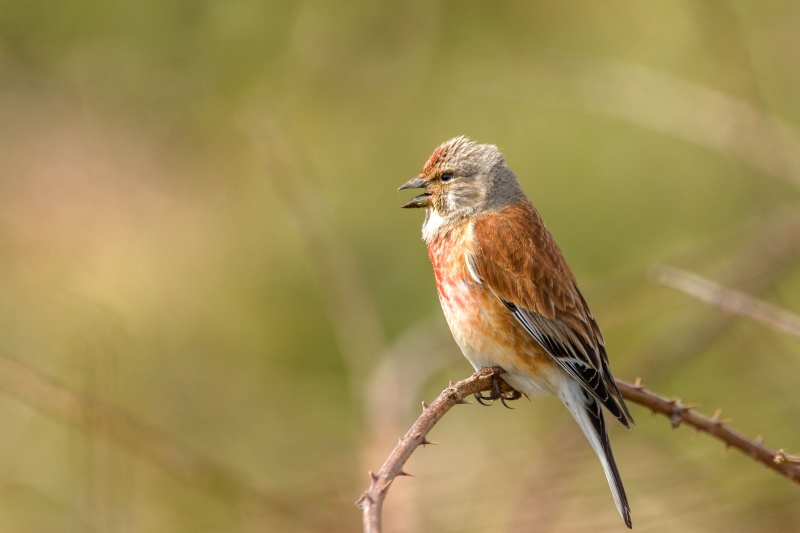 Photo Oiseaux Linotte mélodieuse (Linaria cannabina)