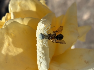 Identification Insectes et Araignées