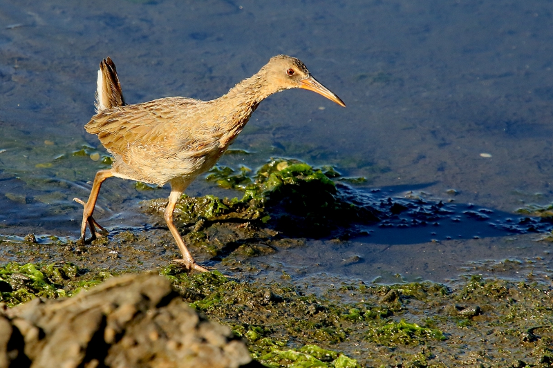 Photo Oiseaux