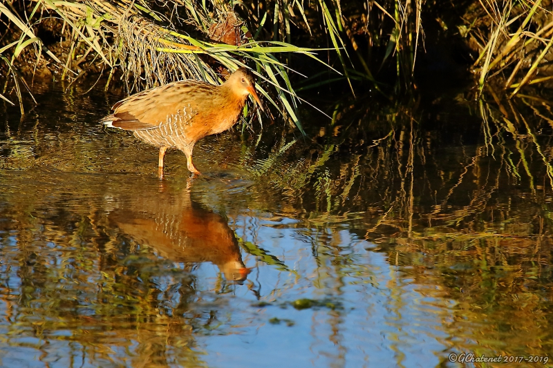 Photo Oiseaux