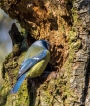 Oiseaux Mésange bleue (Cyanistes caeruleus)