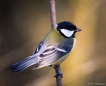 Oiseaux Mésange charbonnière (Parus major)