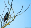 Oiseaux Etourneau sansonnet (Sturnus vulgaris)