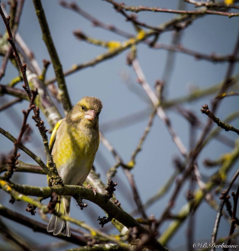 Photo Oiseaux Verdier d'Europe (Chloris chloris)