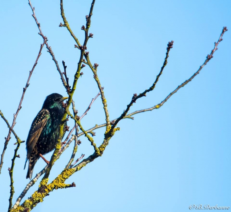 Photo Oiseaux Etourneau sansonnet (Sturnus vulgaris)