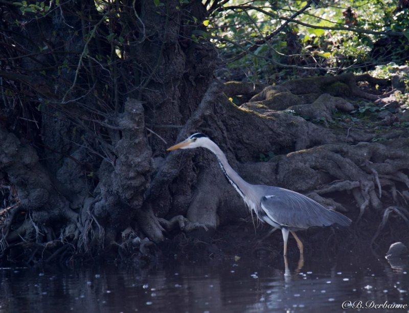 Photo Oiseaux