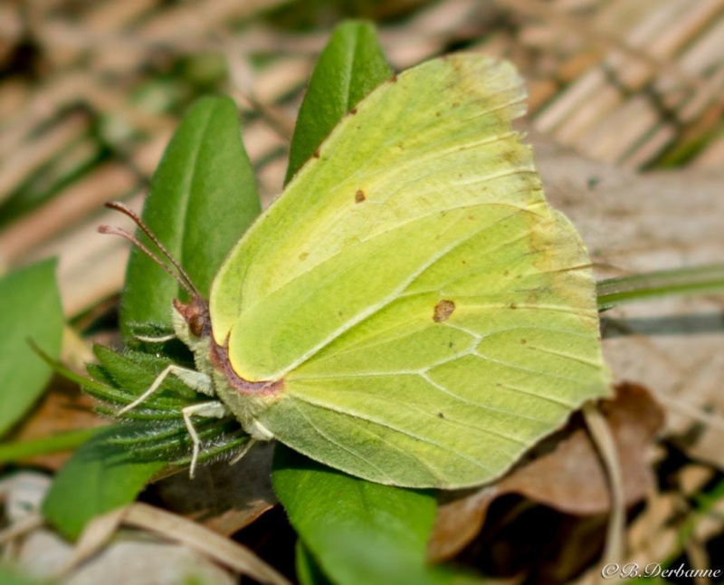 Photo Insectes