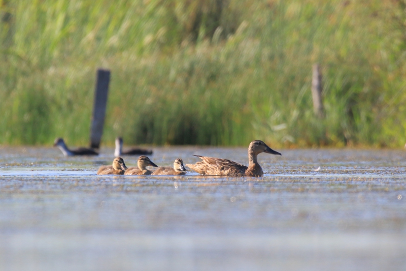 Oiseaux Canard souchet