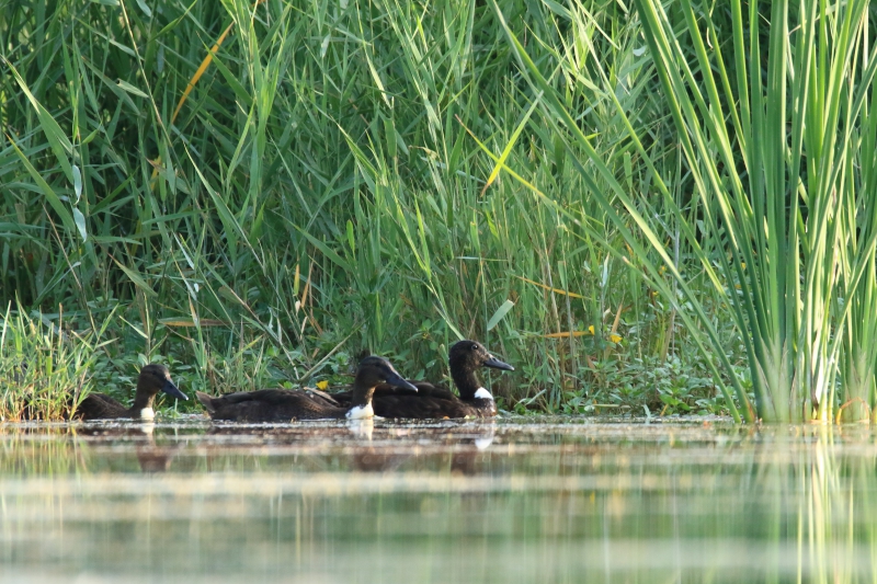 Oiseaux Plutôt une race domestique de colvert