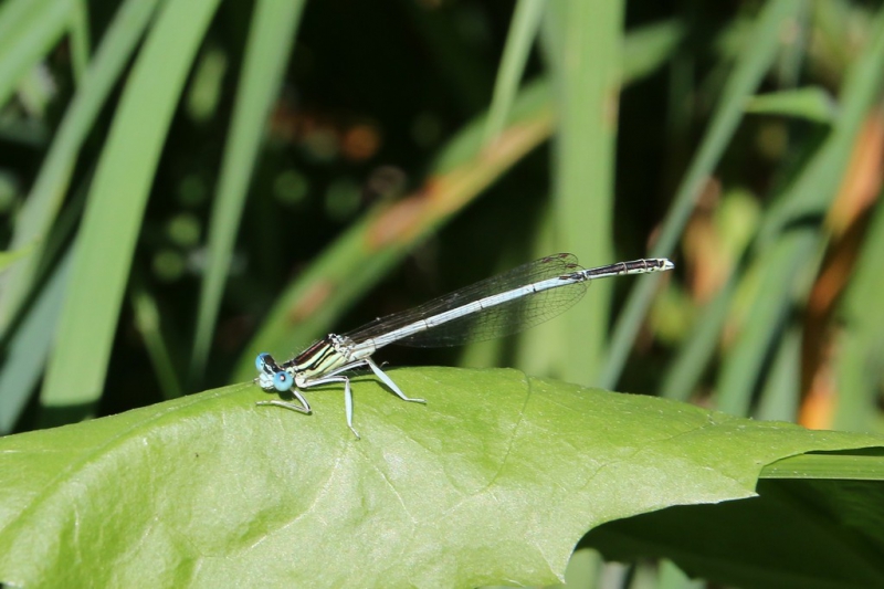 Insectes et Araignées Platycnemis latipes