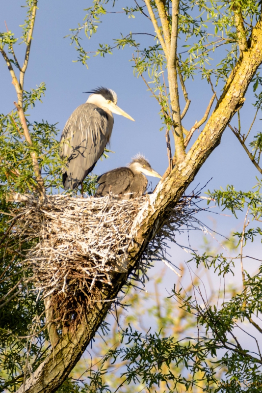 Oiseaux Héron cendré