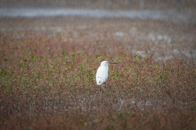 Photo Oiseaux