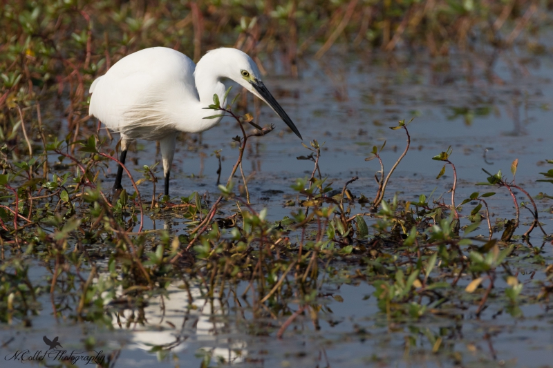 Aigrette_garzette-6.jpg