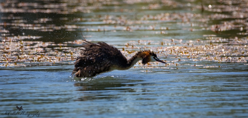 Grebe_huppe-3.jpg