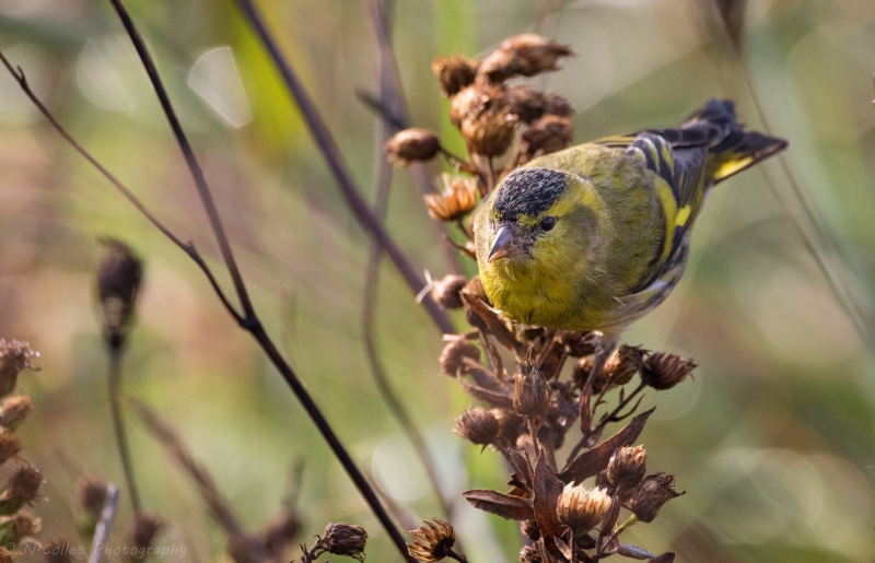 Photo Oiseaux