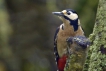 Oiseaux Pic épeiche femelle.