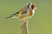 Oiseaux Chardonneret élégant.