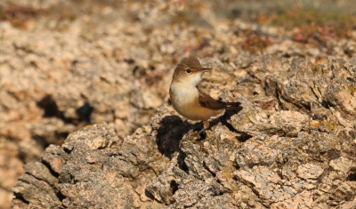 Identification Oiseaux