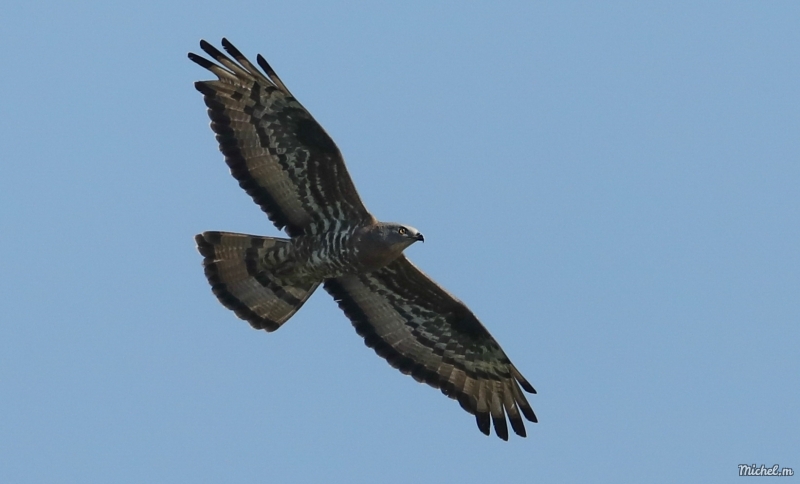 Oiseaux bondrée apivore