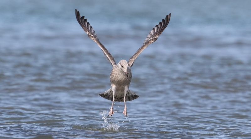 Oiseaux Goéland argenté