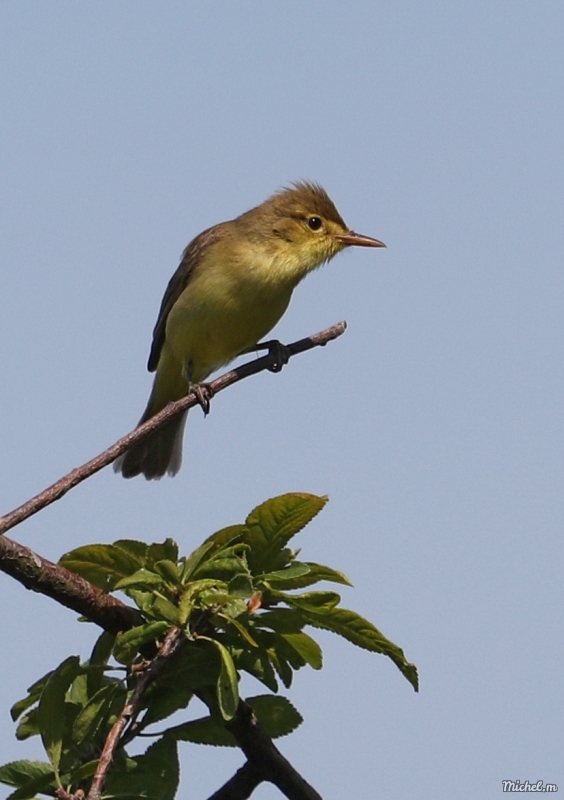 Oiseaux Hypolais polyglotte