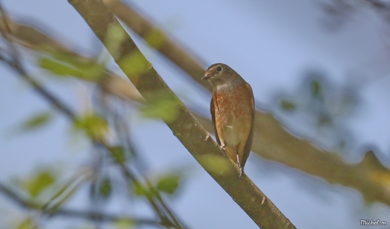 Oiseaux Rougequeue à front blanc (femelle)