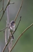 Oiseaux Fauvette grisette (Sylvia communis)