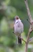 Oiseaux Fauvette grisette (Sylvia communis)