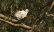 Oiseaux Aigrette garzette (Egretta garzetta)