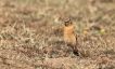 Oiseaux Traquet motteux (Oenanthe oenanthe)