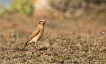 Oiseaux Traquet motteux (Oenanthe oenanthe)