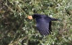 Oiseaux Corneille noire (Corvus corone)