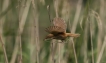 Oiseaux Rousserolle turdoïde (Acrocephalus arundinaceus)