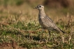 Oiseaux Pluvier Guignard