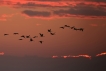 Oiseaux Grue cendrée (Megalornis grus)