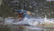 Oiseaux Martin-pêcheur d\'Europe (Alcedo atthis)