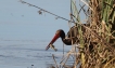 Oiseaux cigogne noire