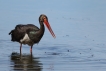 Oiseaux cigogne noire