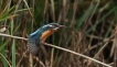 Oiseaux Martin-pêcheur d\'Europe (Alcedo atthis)