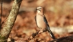 Oiseaux Geai des chènes (Garrulus glandarius)